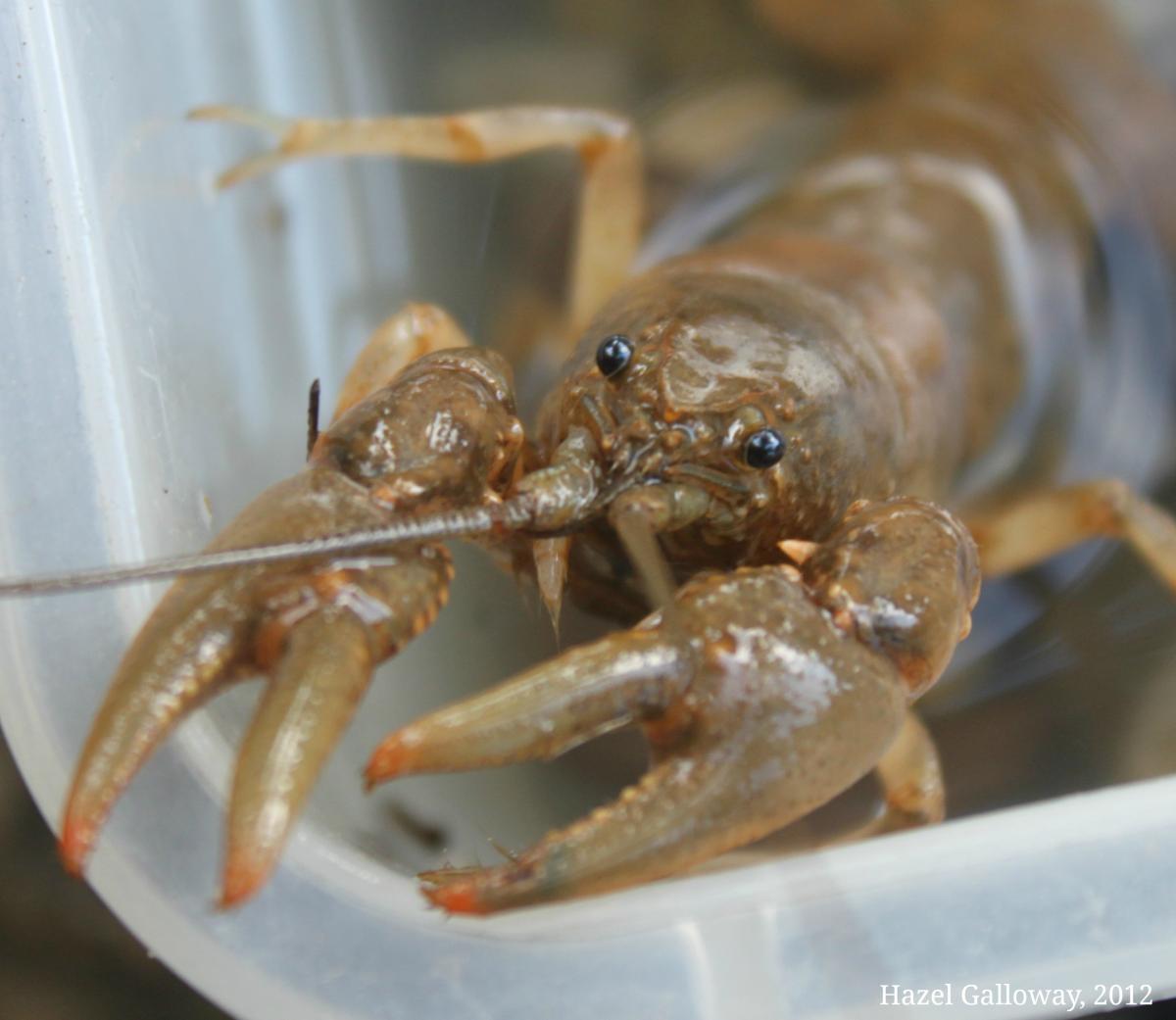 Crayfish