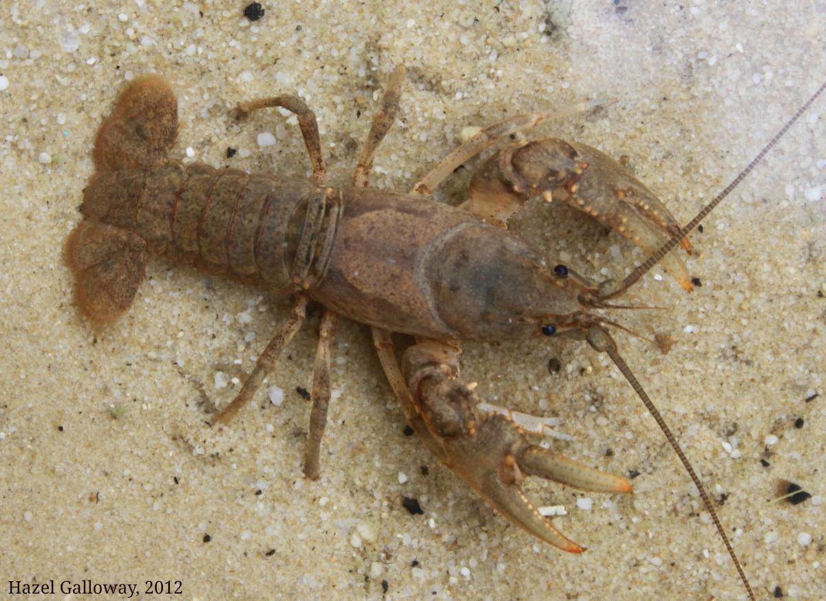 Appalachian Brook Crayfish