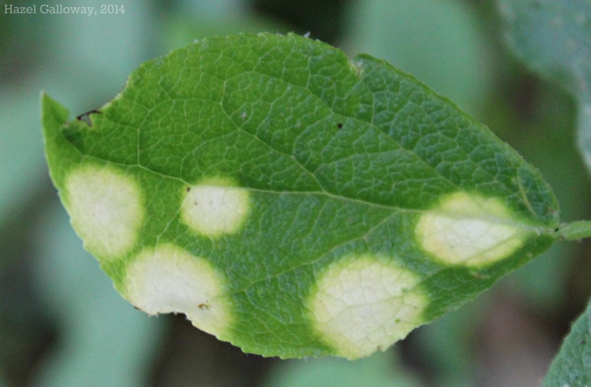 Blueberry Leaf Spot