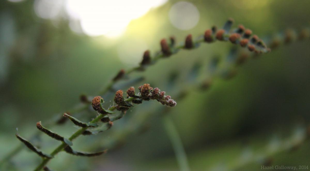 Christmas Fern