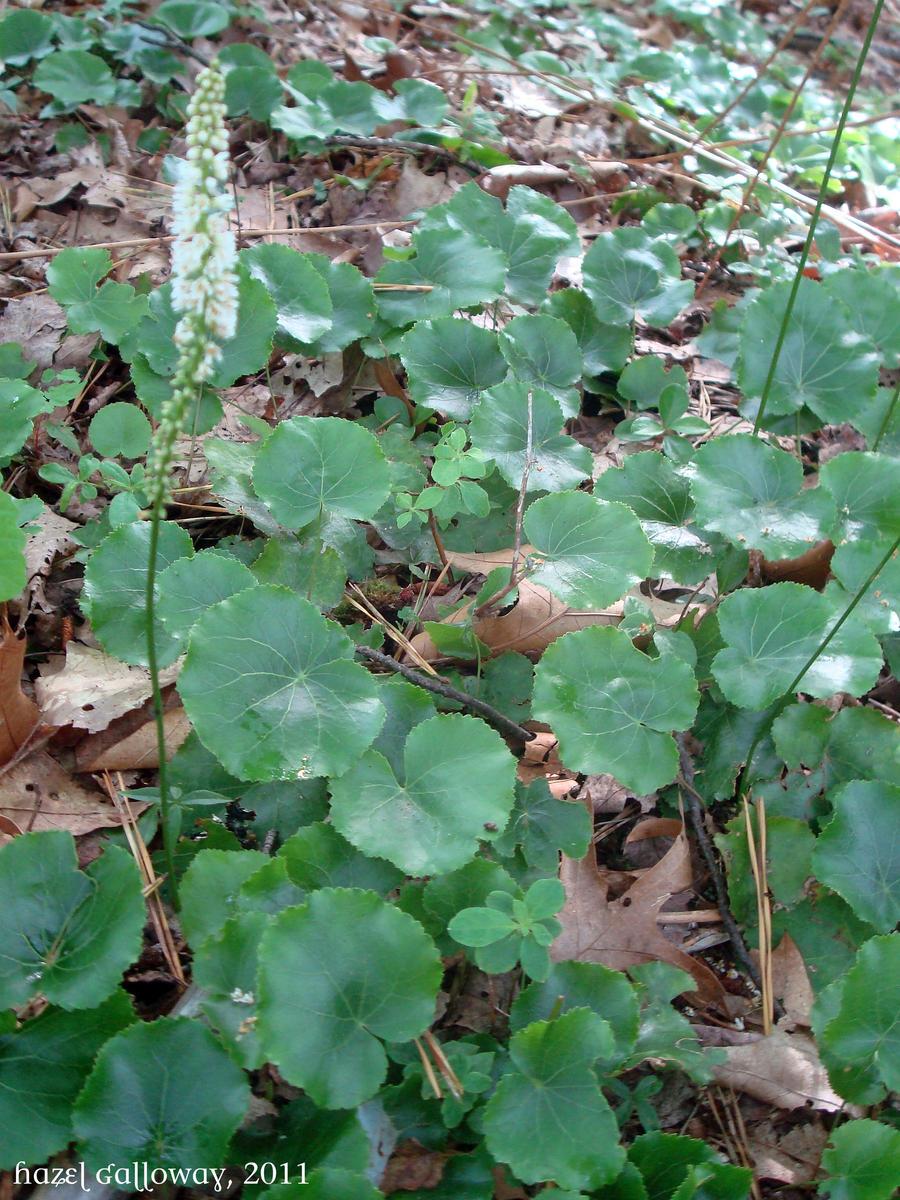 Galax