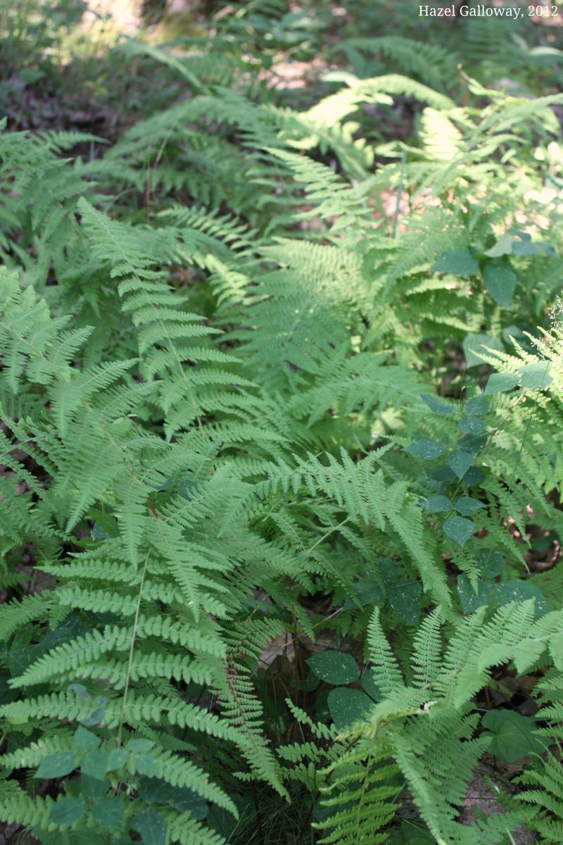 Eastern Hay-Scented & New York Fern