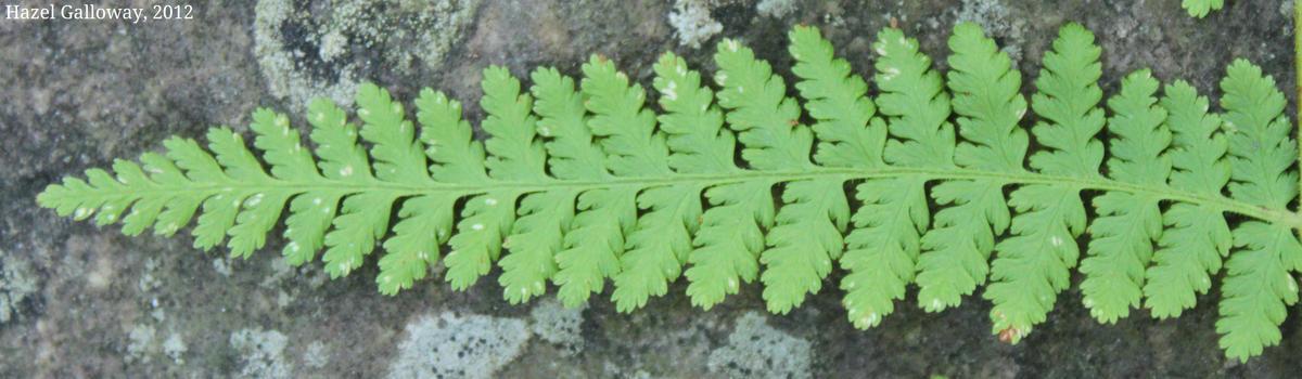 one pinna (leaflet) of the eastern hay-scented fern