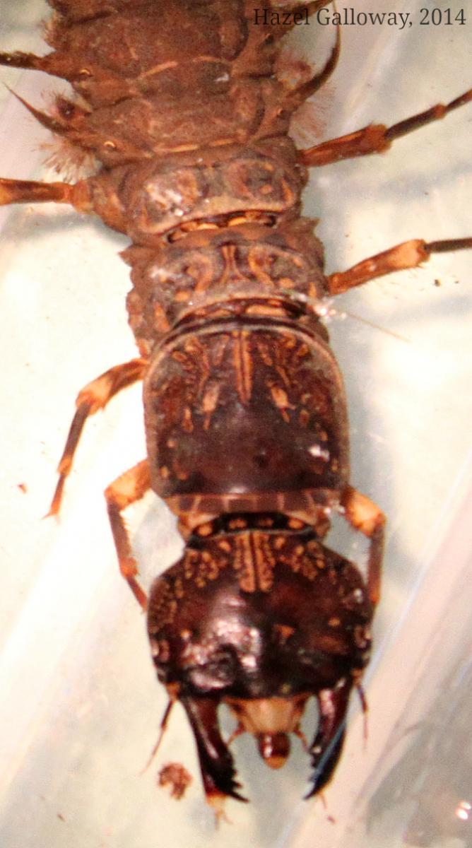 Eastern Dobsonfly Larva