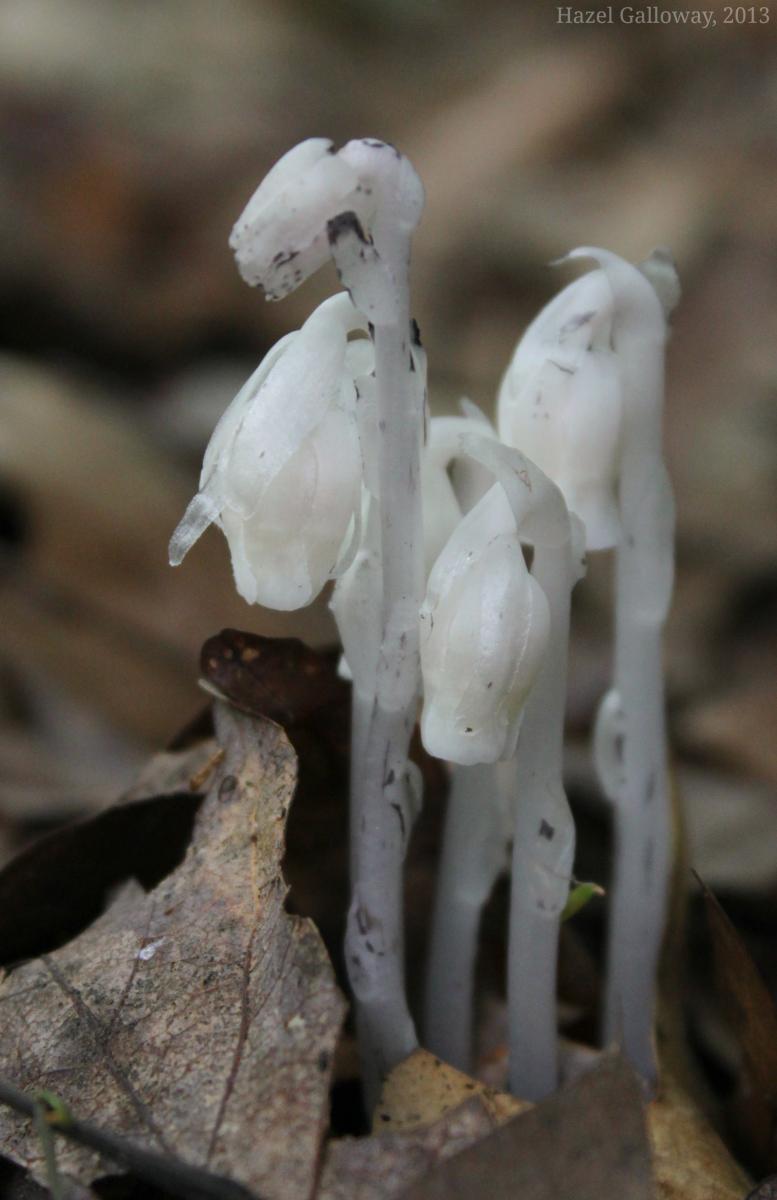 Indian Pipe