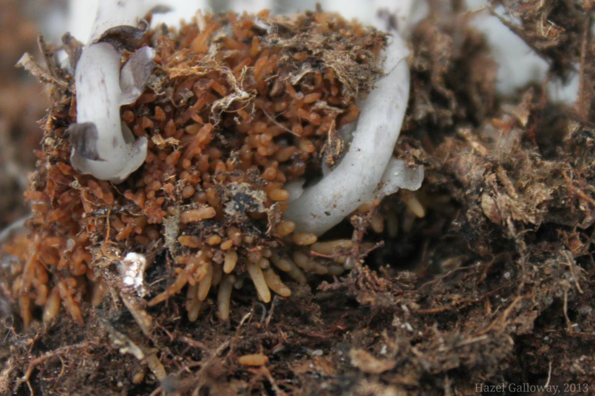 Indian Pipe Roots