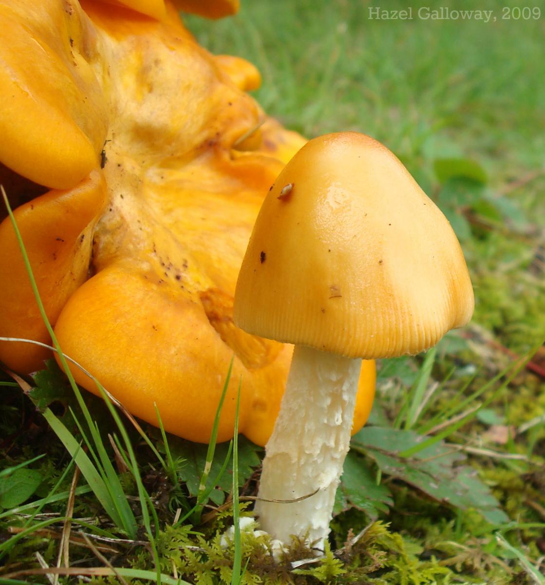 Omphalotus olearius