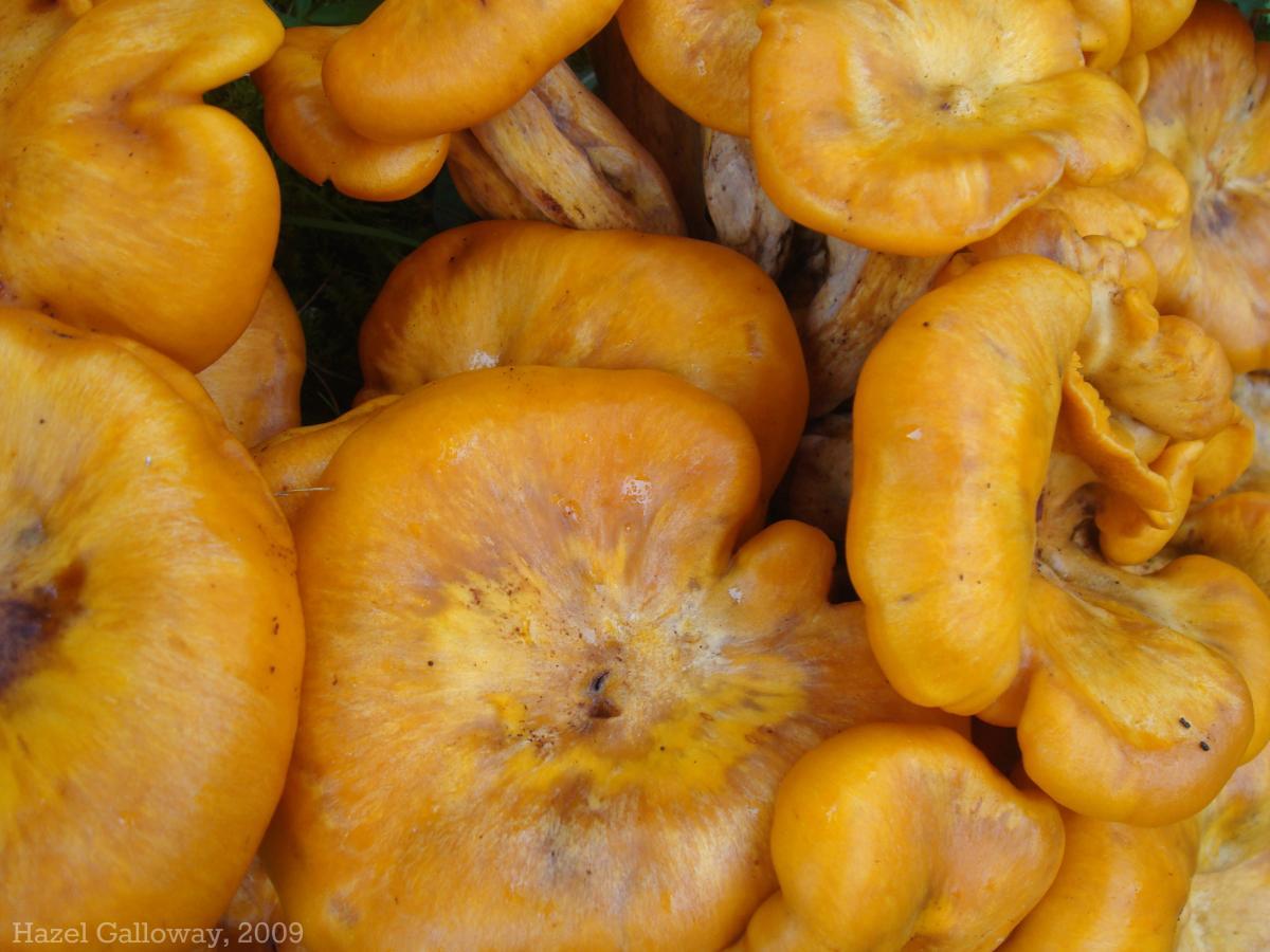 Jack-o-lantern mushrooms