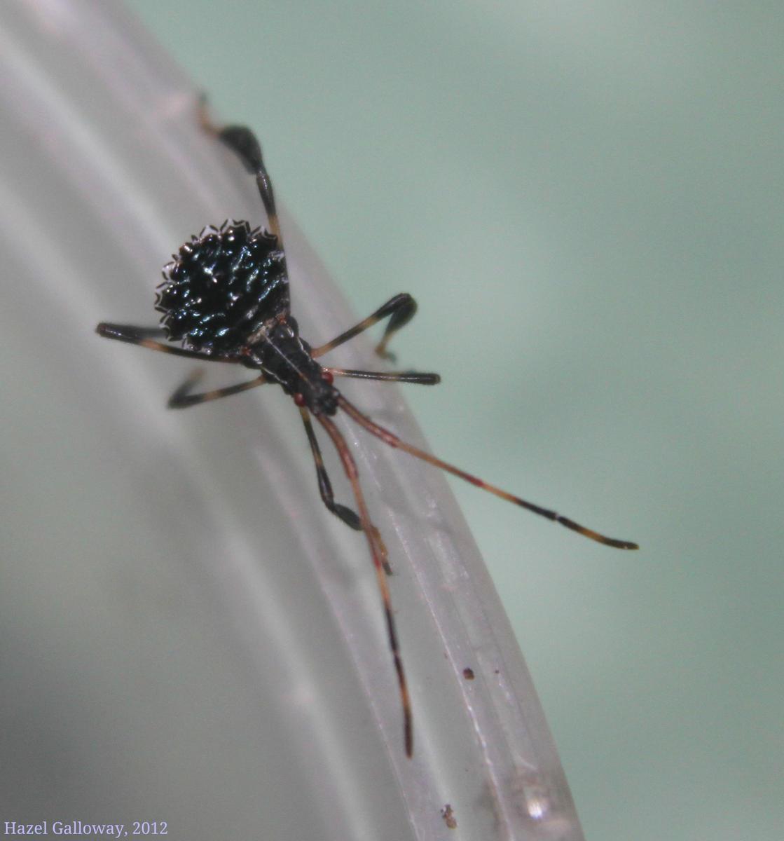 Leaf-footed Bug Nymph