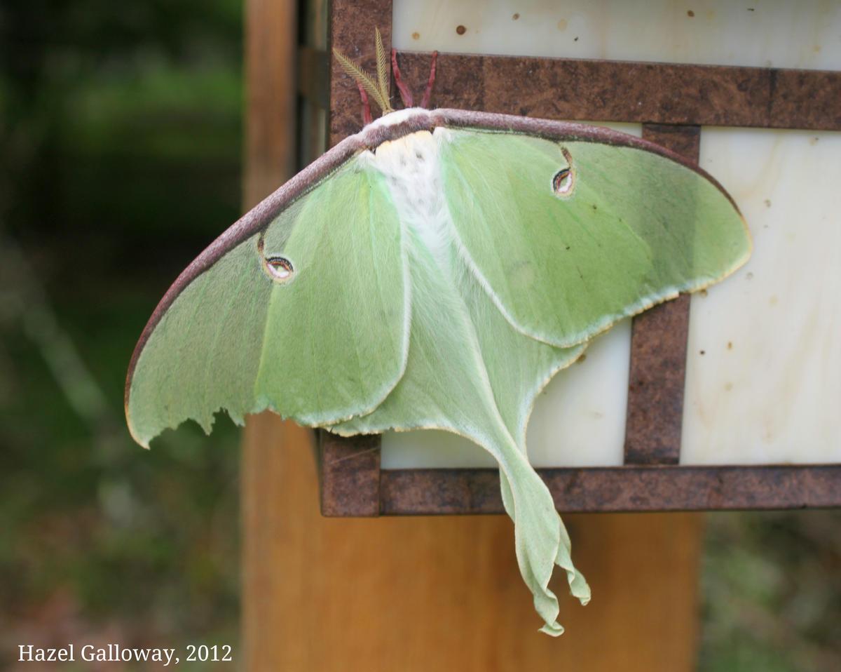 Luna Moth
