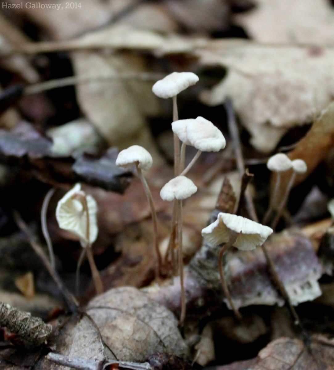 Pinwheel Mushroom