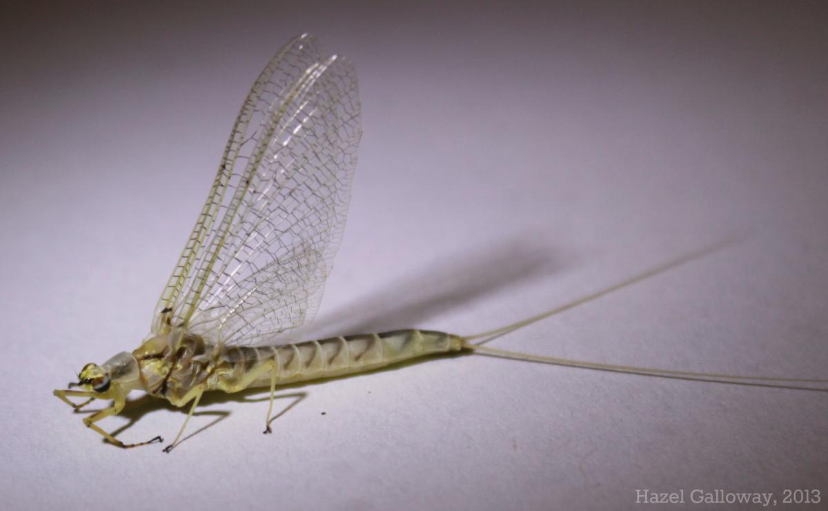 Hexagenia Mayfly