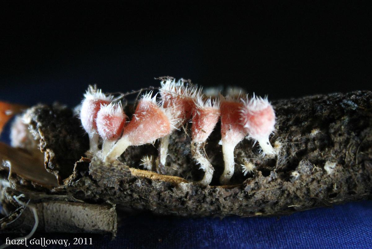 Cup Fungi