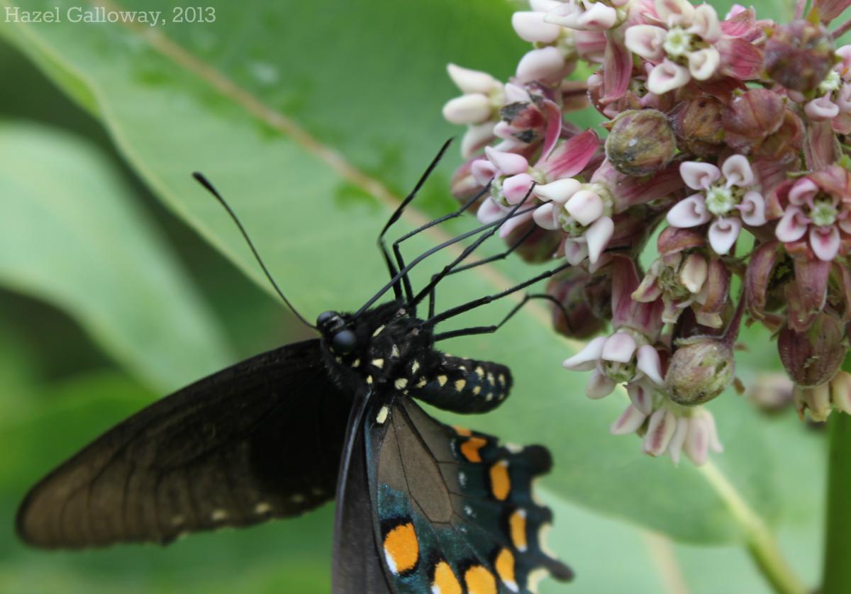 The common milkweed