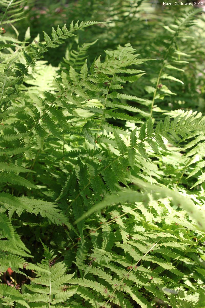 York Frond