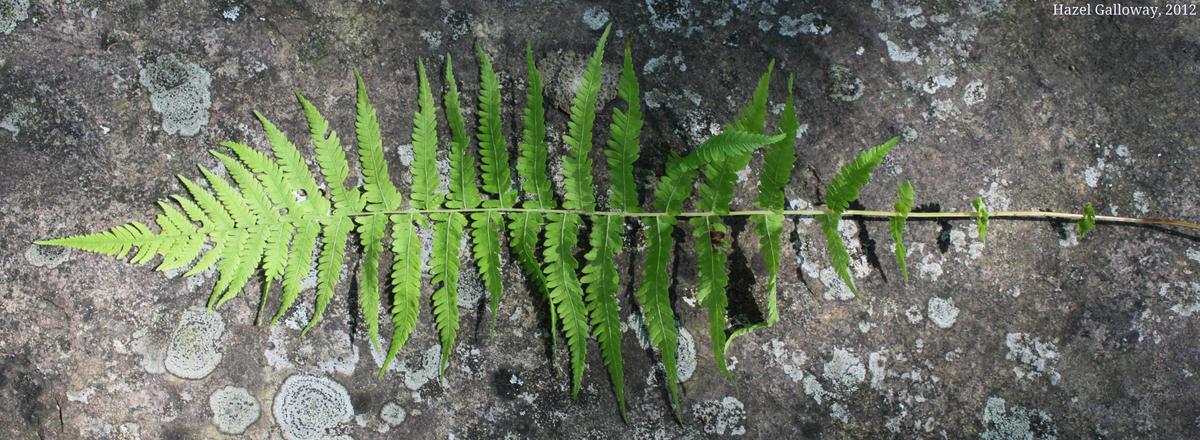 New York fern, an entire frond.