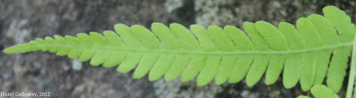 One pinna (leaflet) of the New York fern