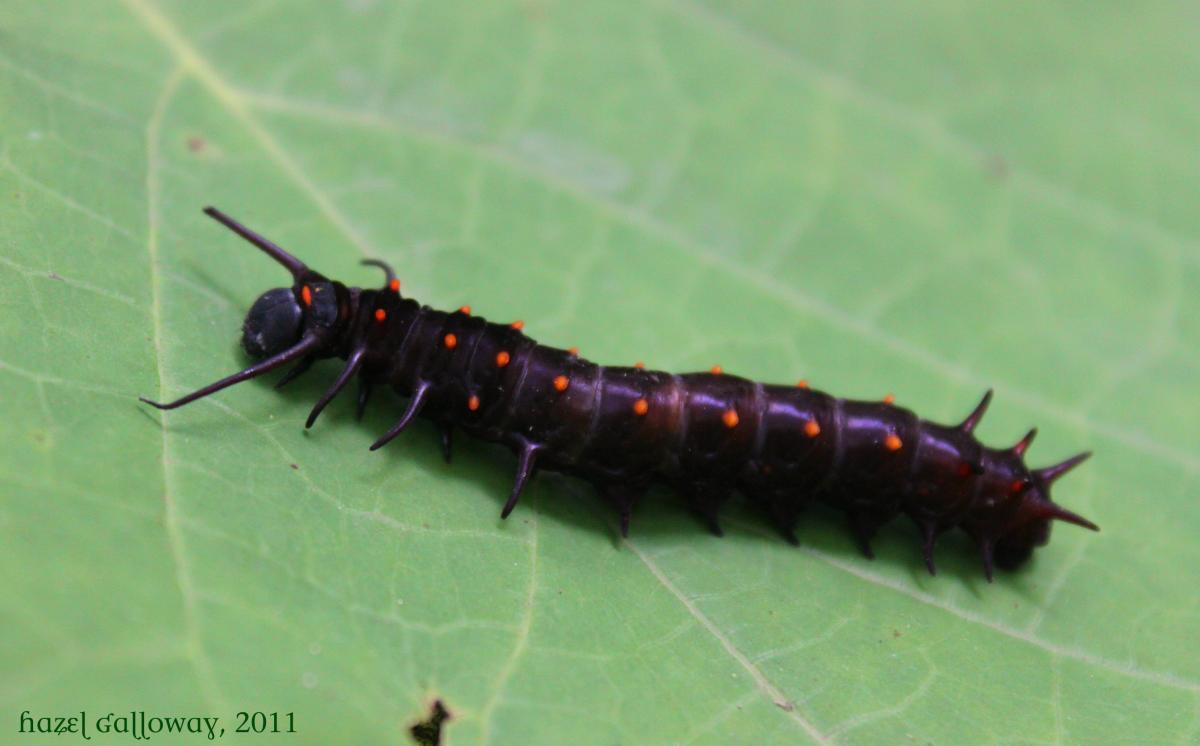 Pipevine Swallowtail Caterpillar