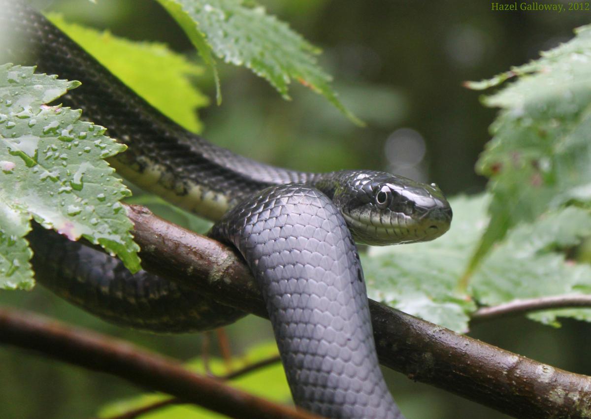 Black Rat Snake