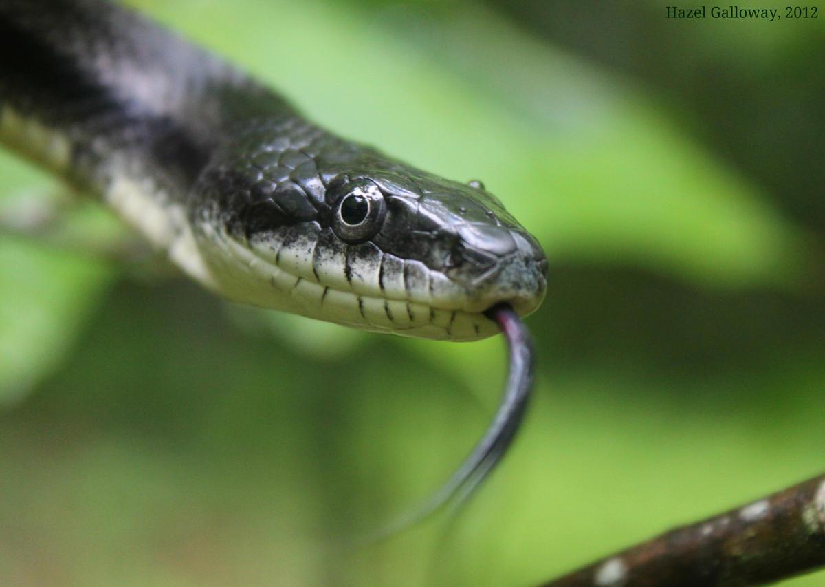 The black rat snake