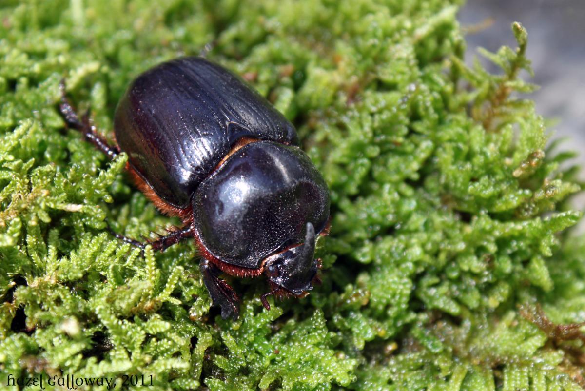 Xyloryctes jamaicensis