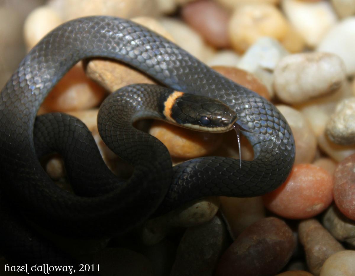 Ringneck Snakes