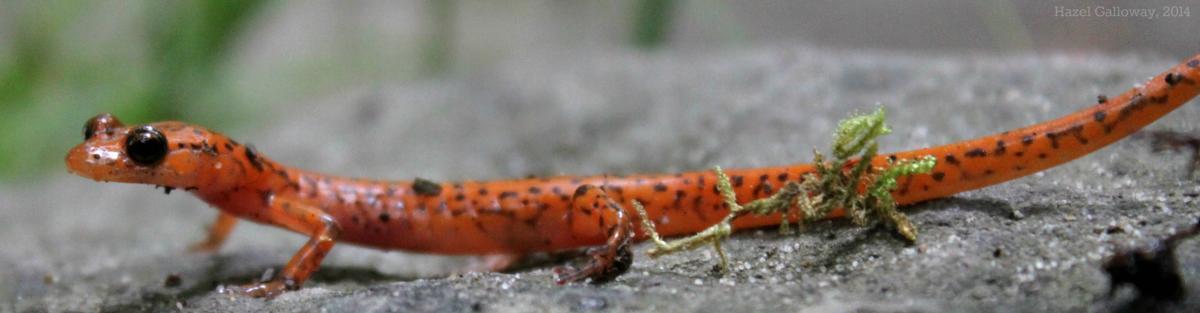 Cave Salamander