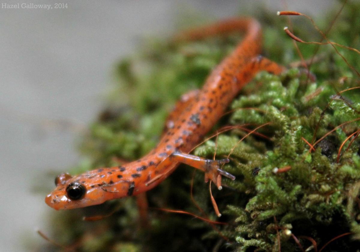 Cave Salamander
