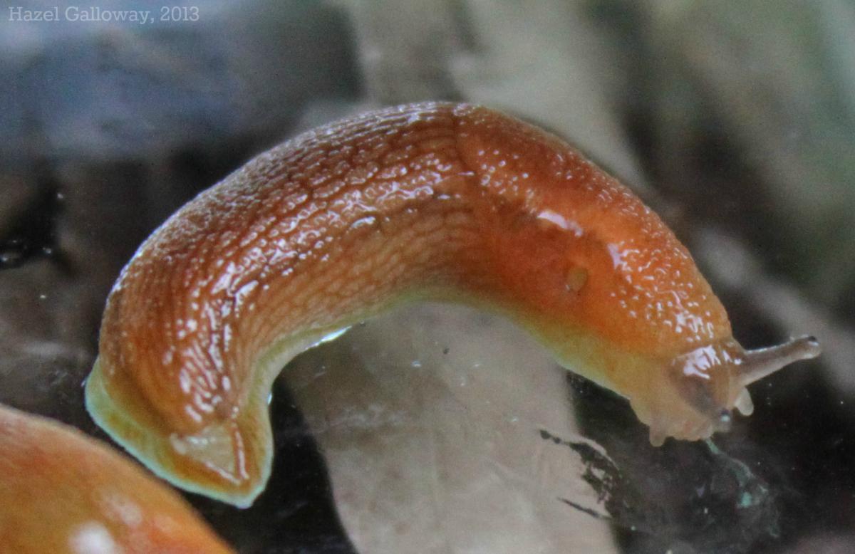 the genus Arion are hermaphrodites