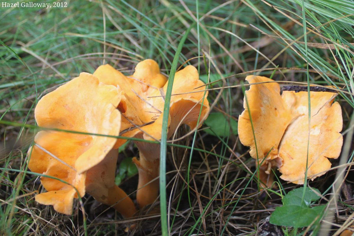 Smooth Chanterelle