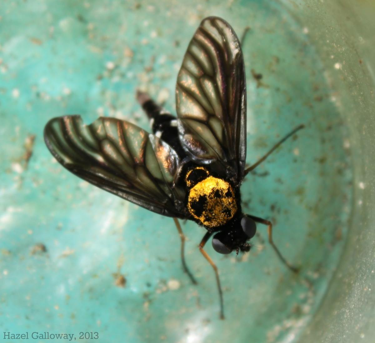 Chrysopilus thoracicus