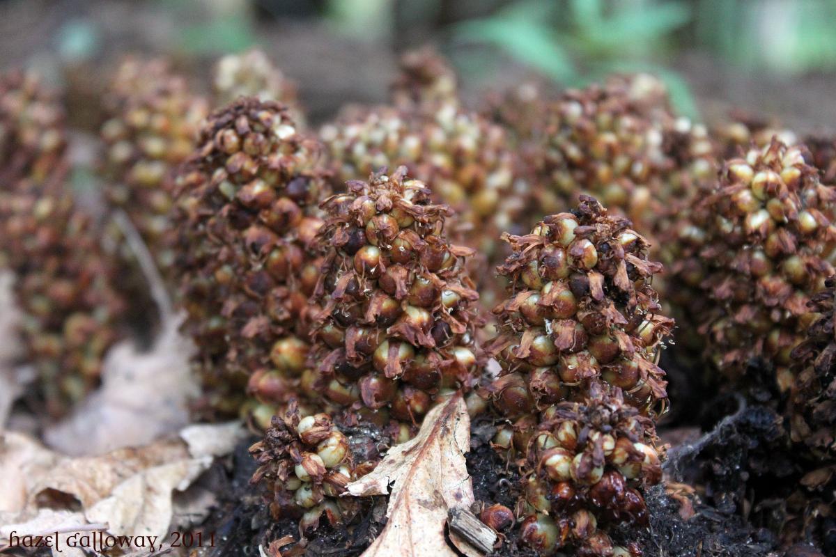Conopholis americana