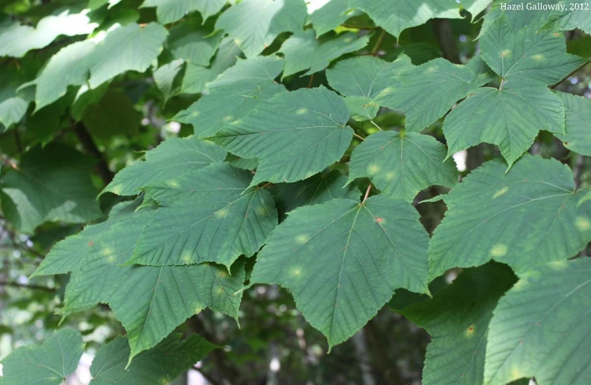Rhytisma acerinum & R. punctatum
