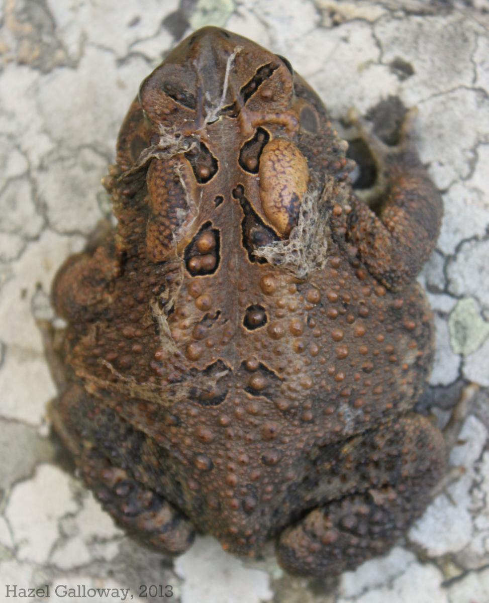American Toad
