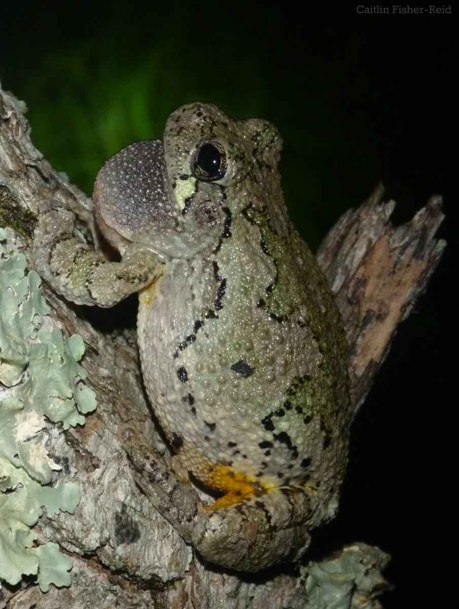 Treefrog