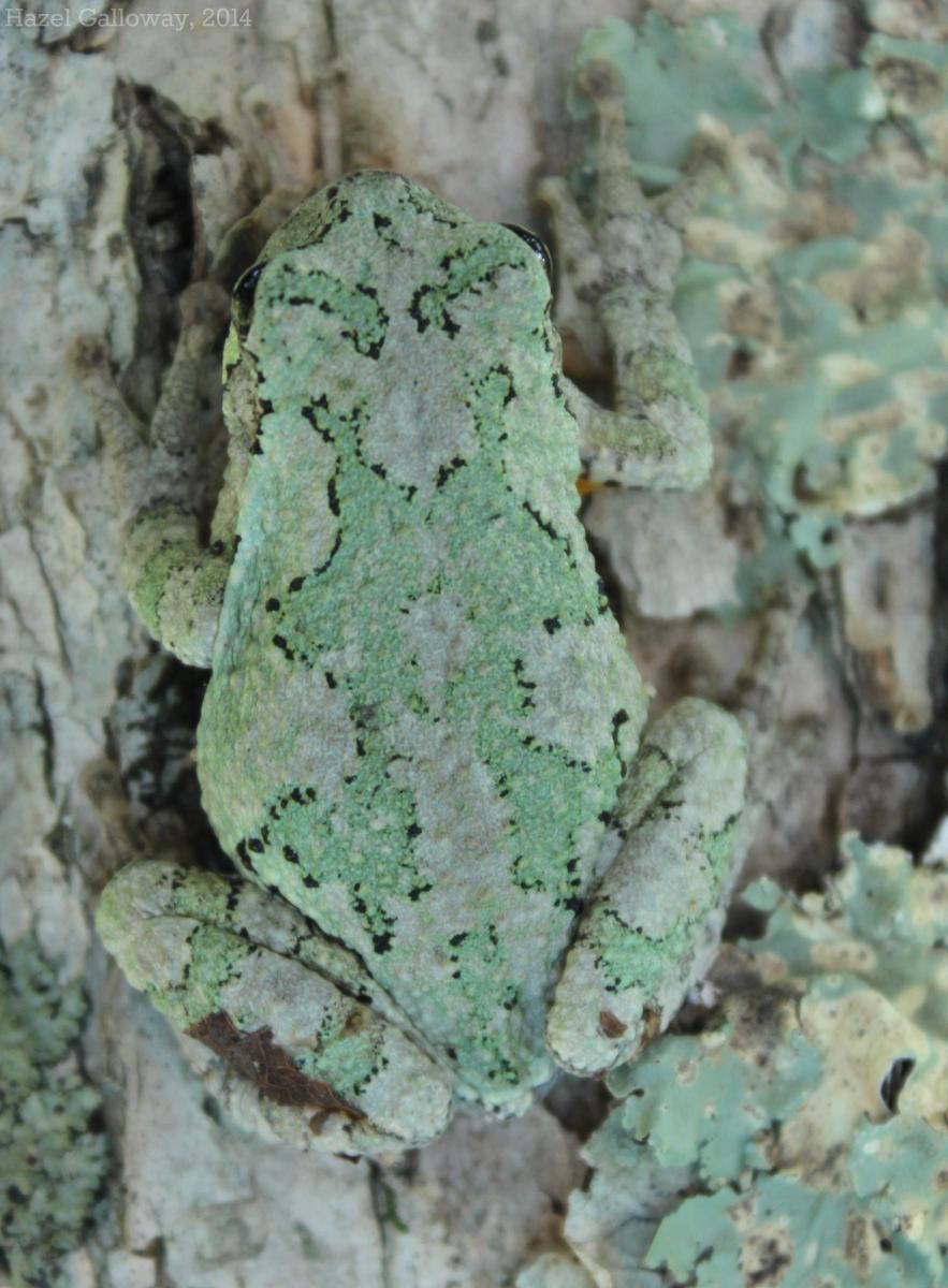 Treefrog