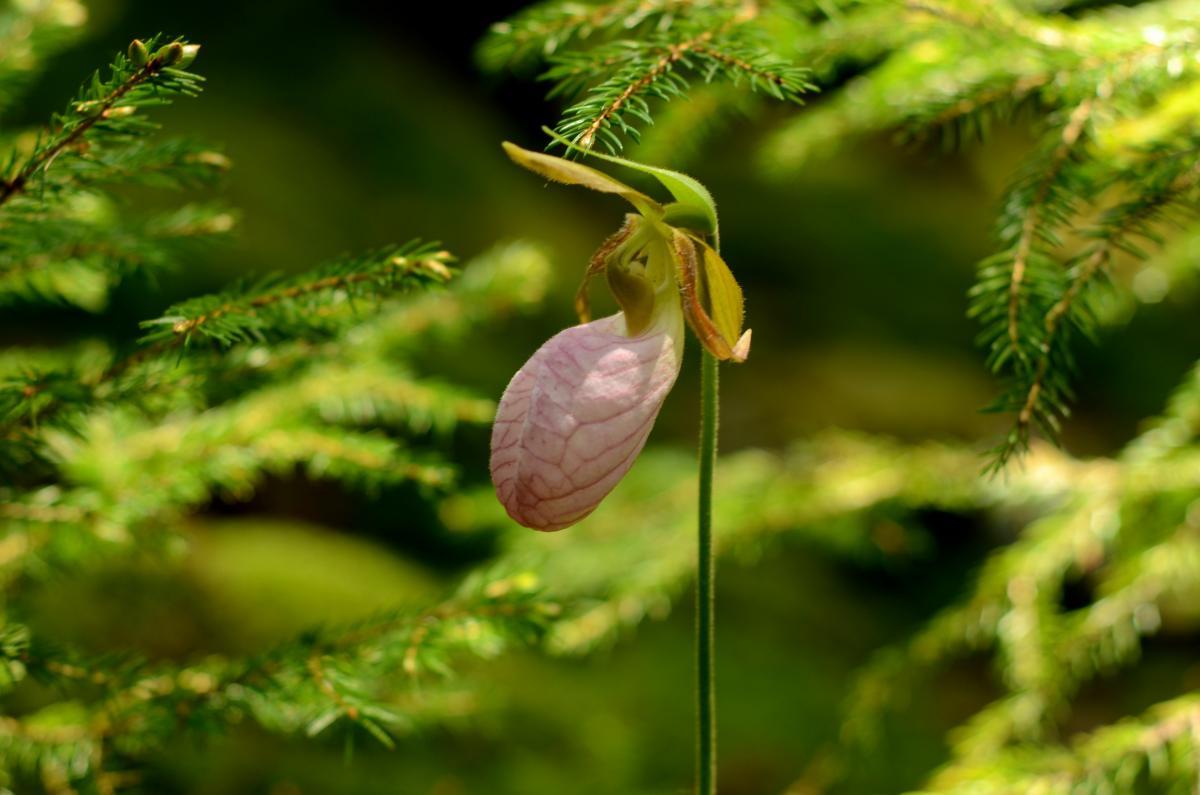 What's in Bloom