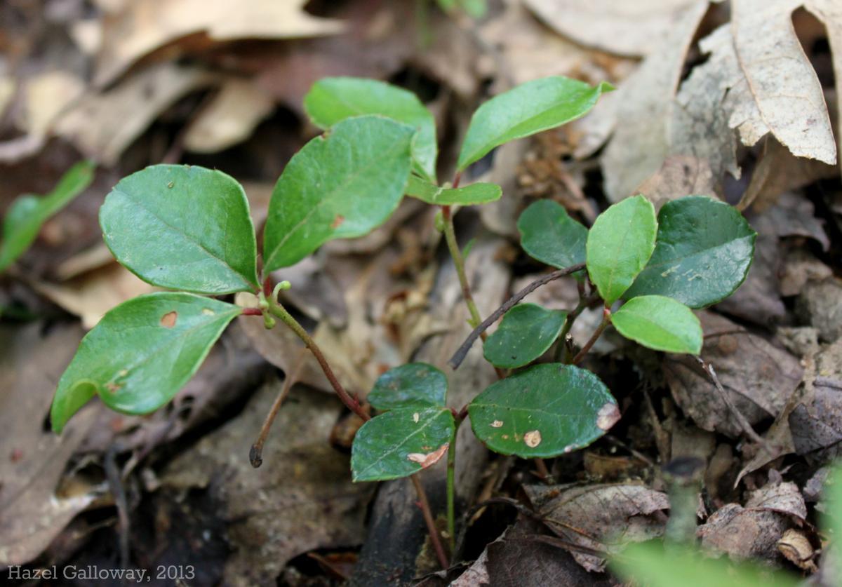 Gaultheria procumbens