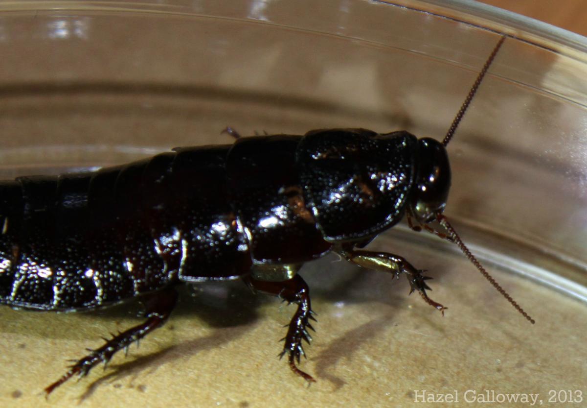Wood Roach