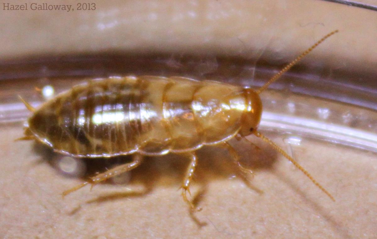 Wood Roach