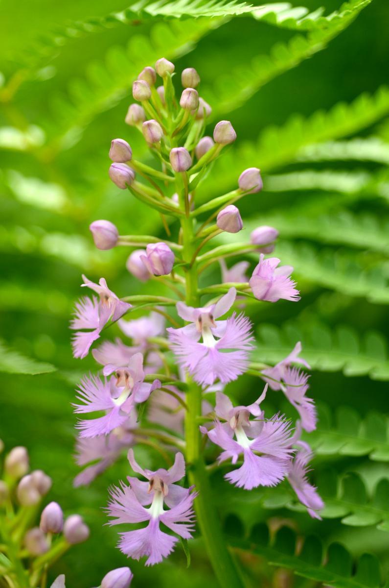 What's in Bloom is a beginner-friendly wildflower identification and phenology monitoring program